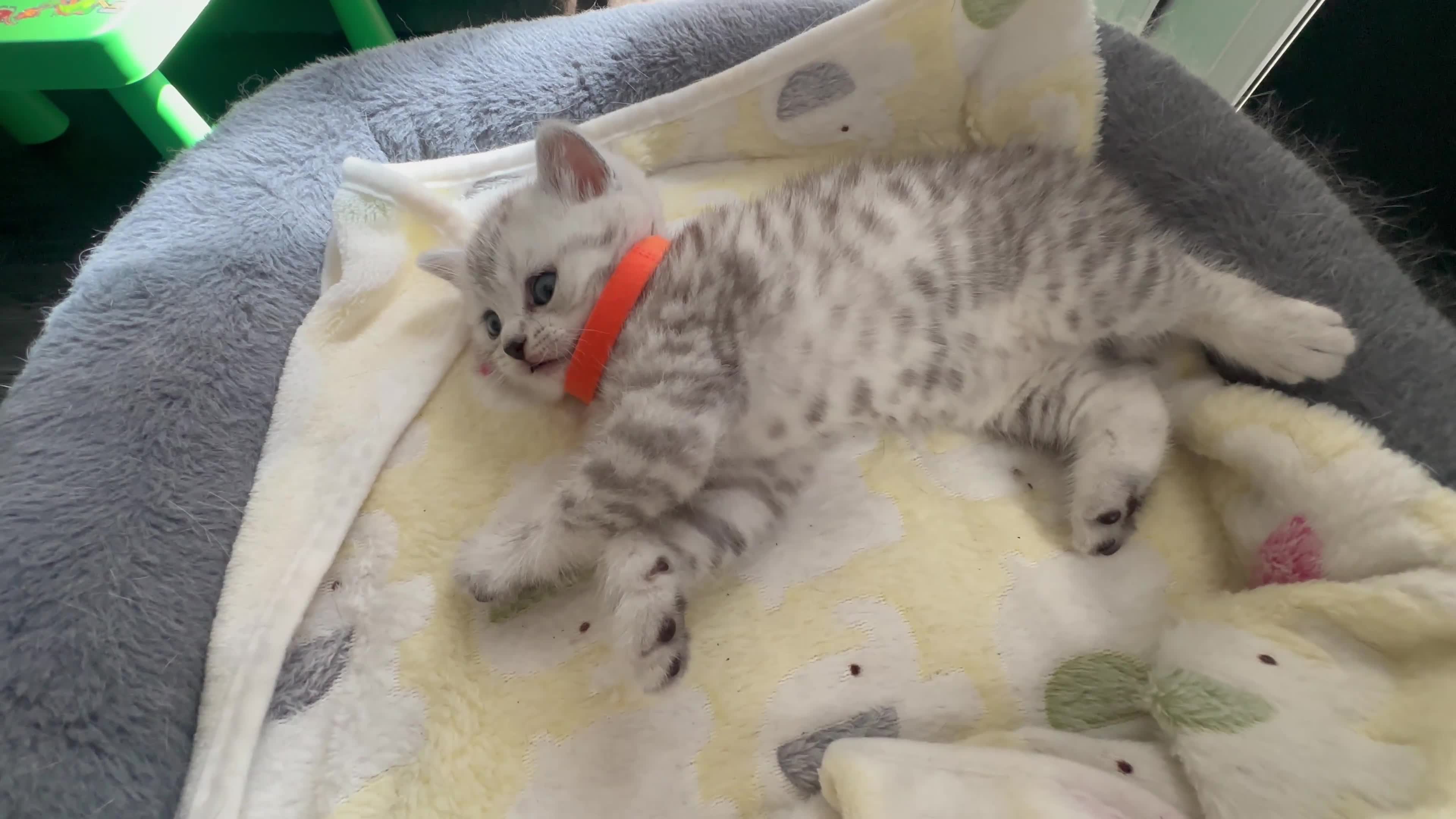 British Shorthair cats for sale:     Beautiful British Shorthair Silver Boy ⭐⭐⭐⭐⭐ - Video 1