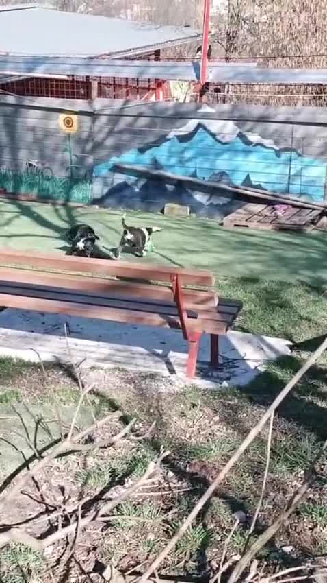 Mixed Breed dogs for adoption: Otis  - Video 2