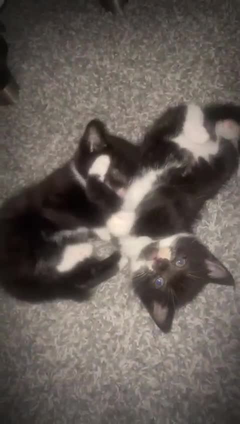 British Shorthair cats for sale: British shorthair x - Video 1