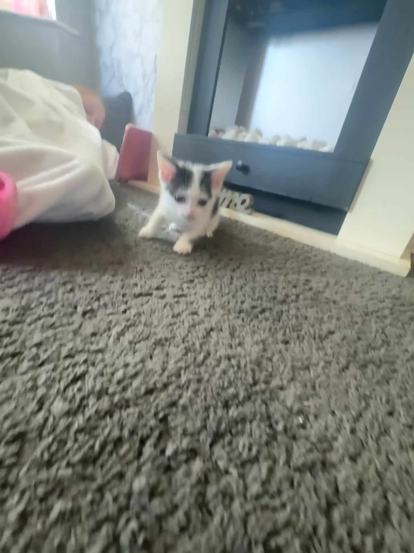 Mixed Breed cats for sale: Kittens  - Video 2