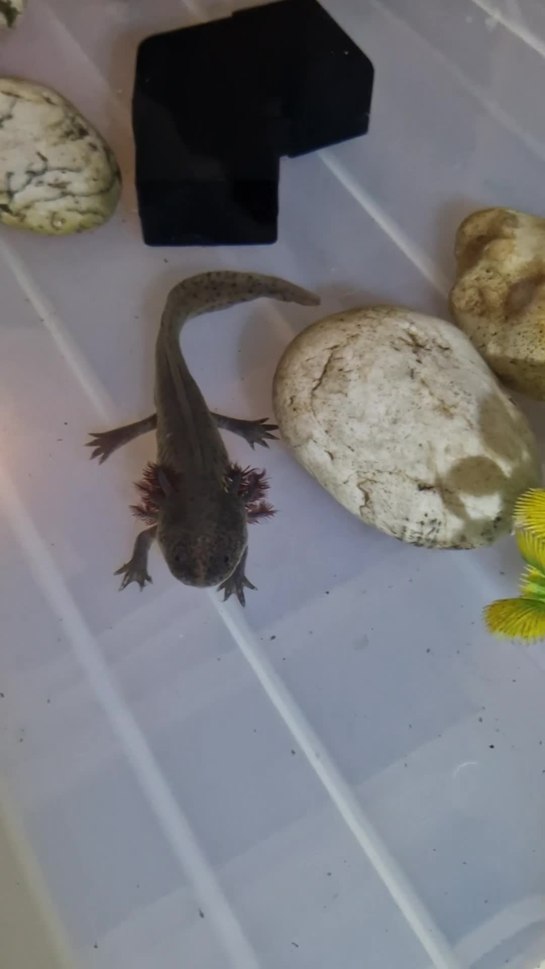 Axolotl reptiles for sale: Axolotl (Wild, Male) - Video 1