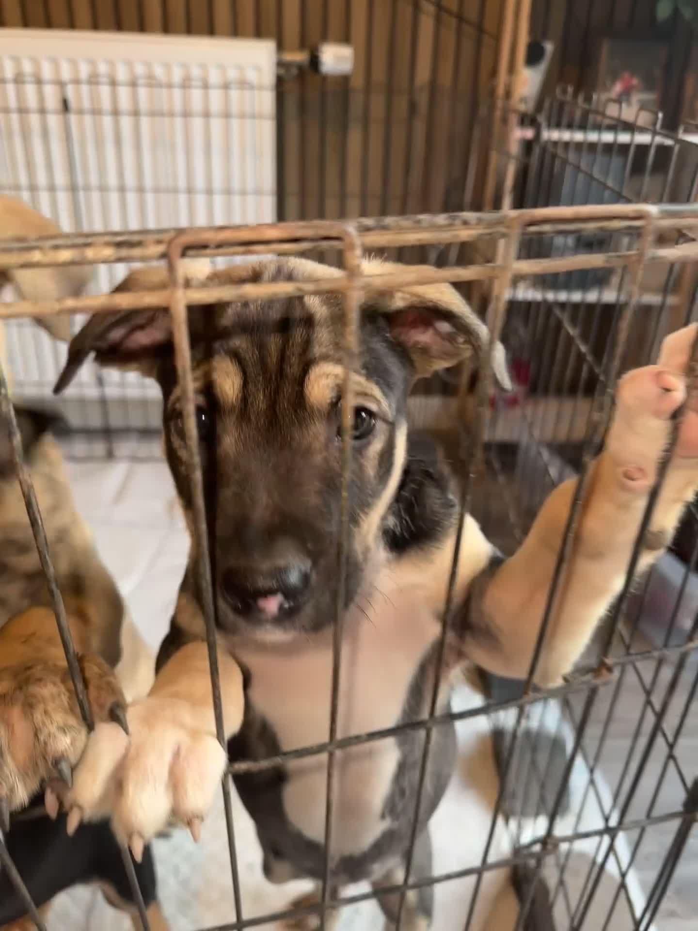 Mixed Breed dogs for sale: Bullherder Puppies  in Bishopton - Video 2