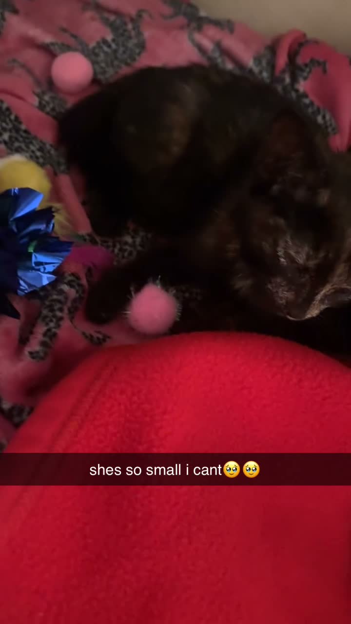 Mixed Breed cats for sale: 13 week old kitten - Video 1