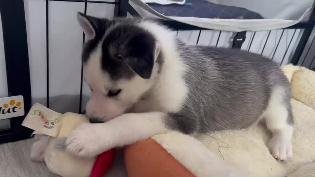 Siberian Husky dogs for sale: Pure Bred Blue Eyed Siberian Husky Puppies - Video 1