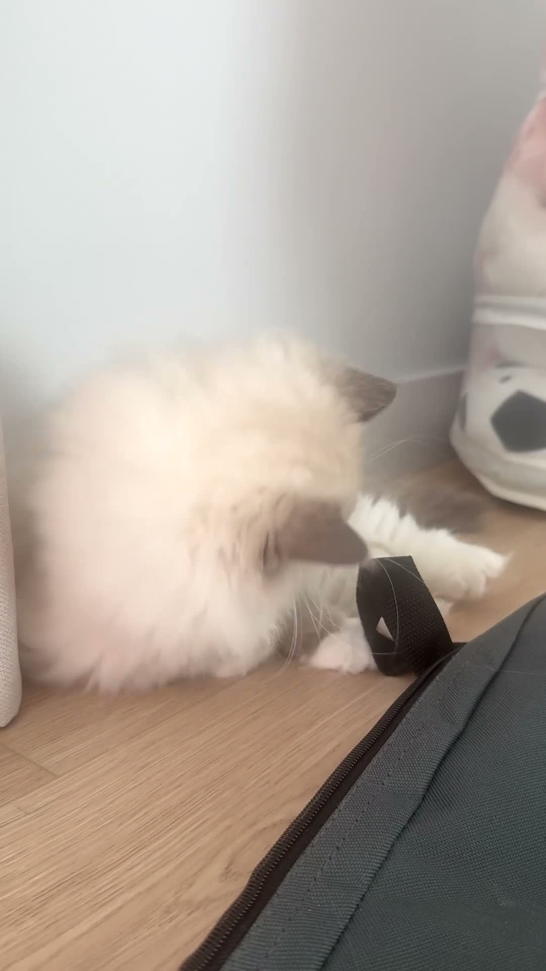 Ragdoll cats for sale: Ragdoll kitten  - Video 2