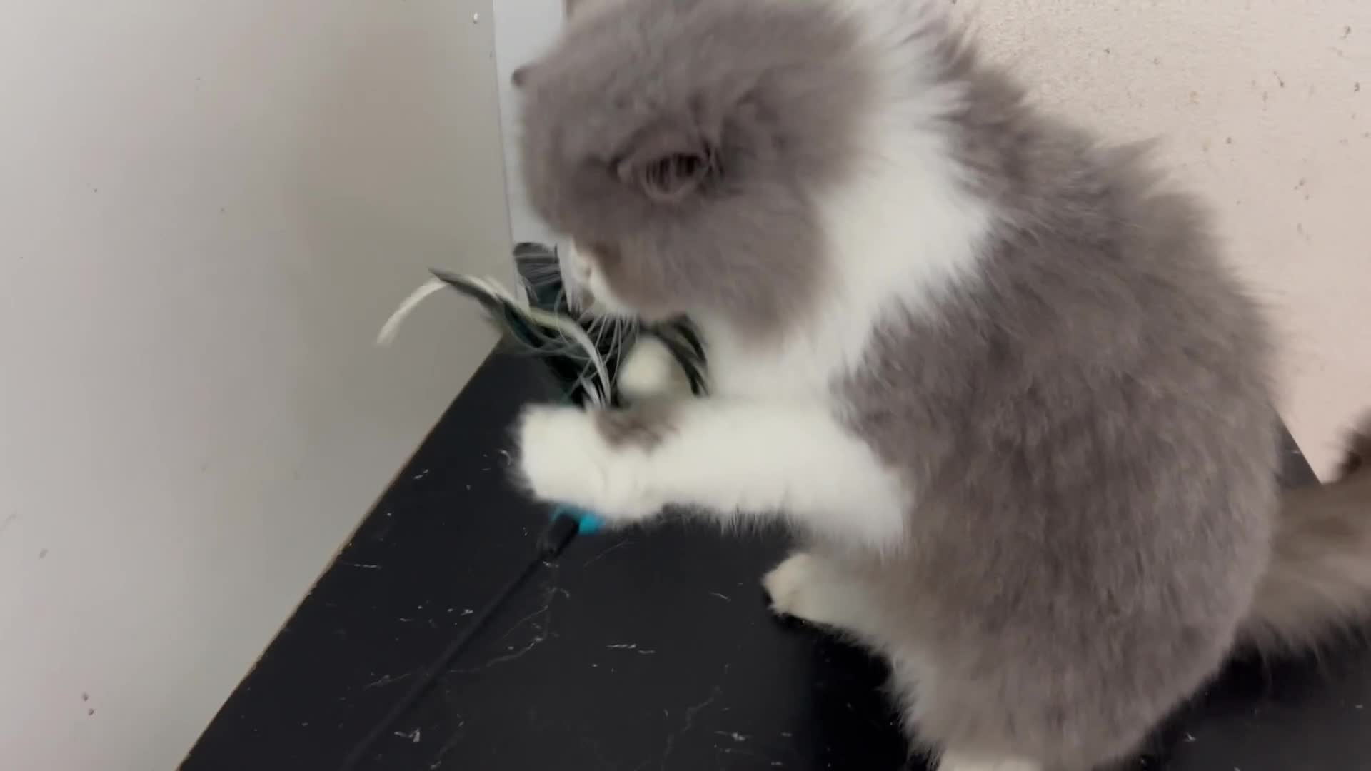 British Longhair cats for sale: Beautiful Blue and White British Longhair  - Video 1