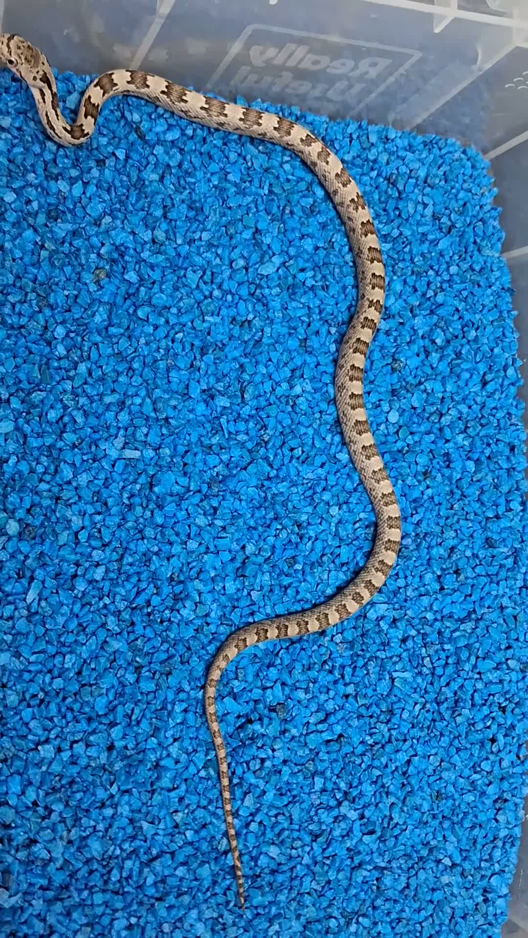 Rat Snake reptiles for sale: Hatchling Grey Rat Snakes  - Video 1