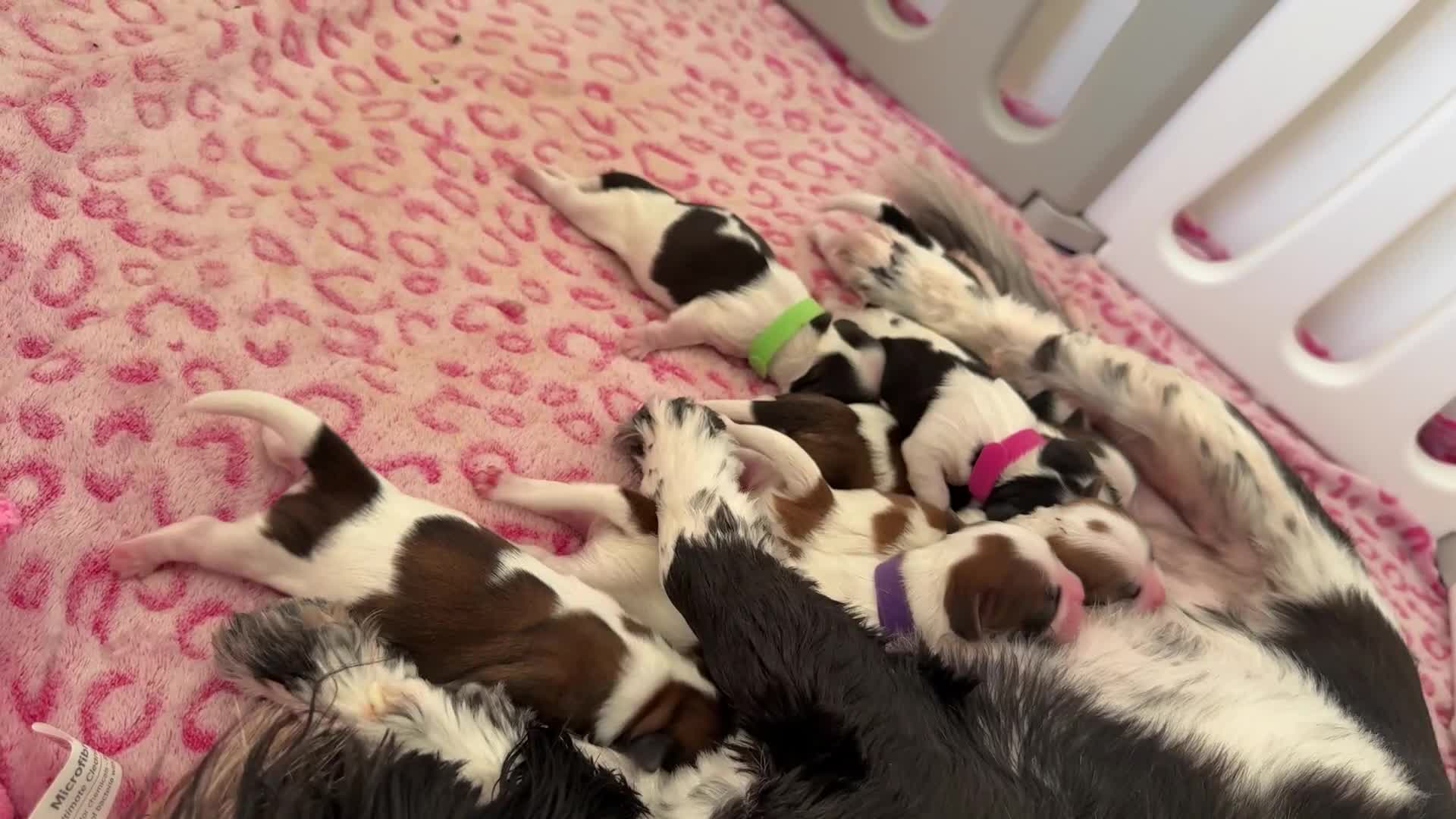 Shih Tzu dogs for sale: ShihTzu Newborn Puppies 💕Home-Raised & Well-Loved - Video 1