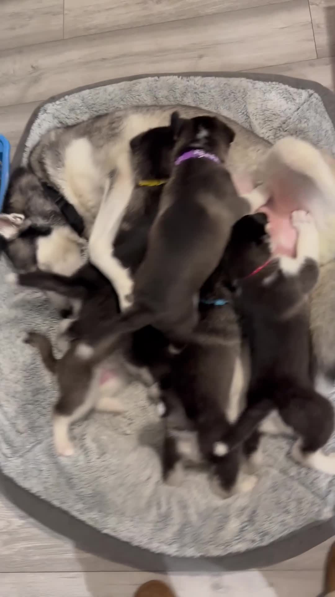 Siberian Husky dogs for sale: Gorgeous, Healthy & Fully Insured Siberian puppies in Stanmore - Video 3