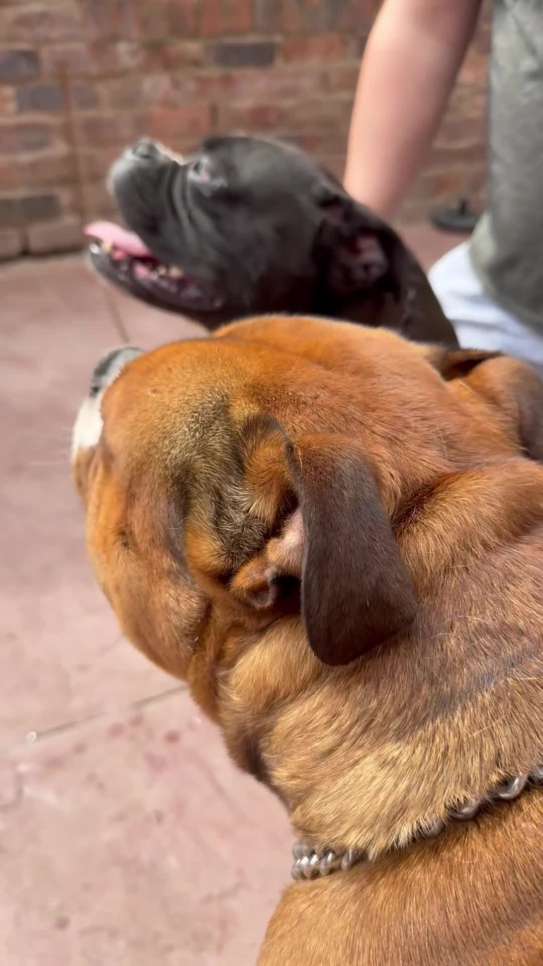 Alapaha Blue Blood Bulldog dogs for sale: ALAPAHA BLUE BLOOD BULLDOGS  - Video 2