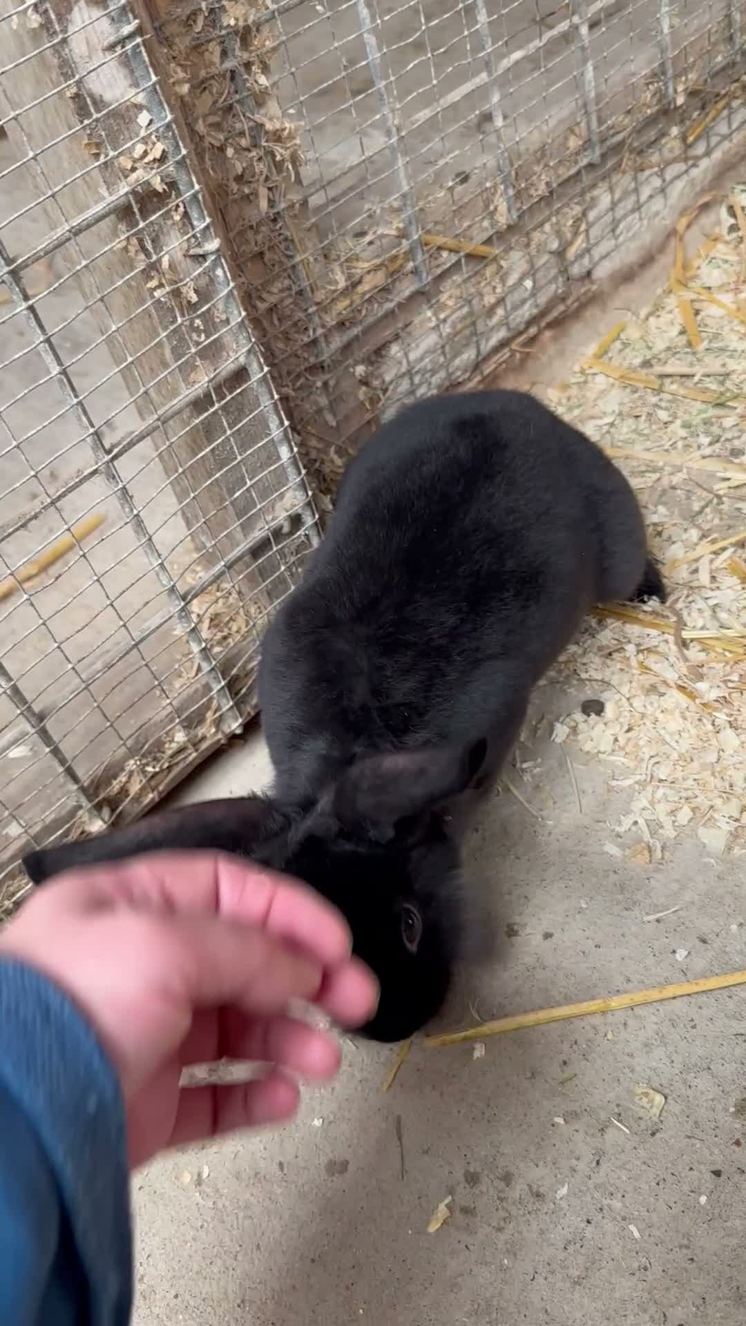 Mixed Breed rabbits for sale: Young rabbits - 9-12 week old - Video 2