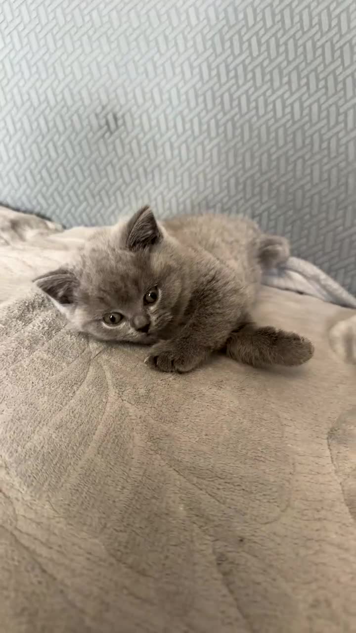British Shorthair cats for sale: Male British shorthair  - Video 2