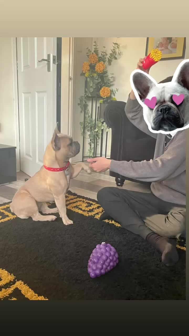 French Bulldog dogs for sale: French bulldog  - Video 1