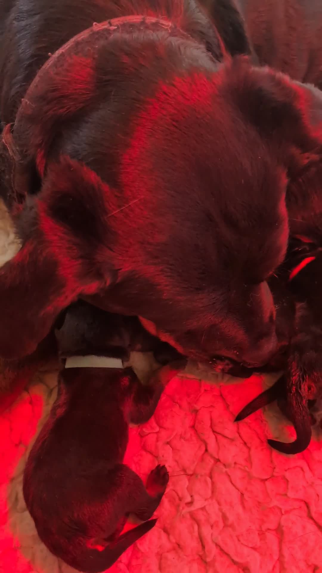 Rottweiler dogs for sale: RKC Rottweiler puppies  - Video 1