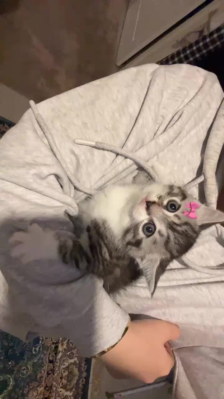 Persian cats for sale: Persian white cat with 5 kittens  in Bristol - Video 1