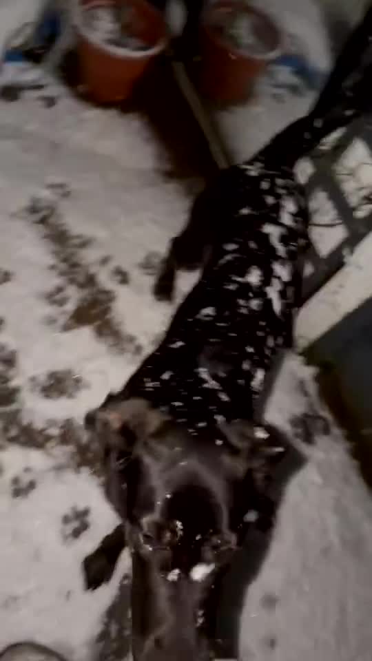 Mixed Breed dogs for sale: gorgeous cane corso/german shepard - Video 1