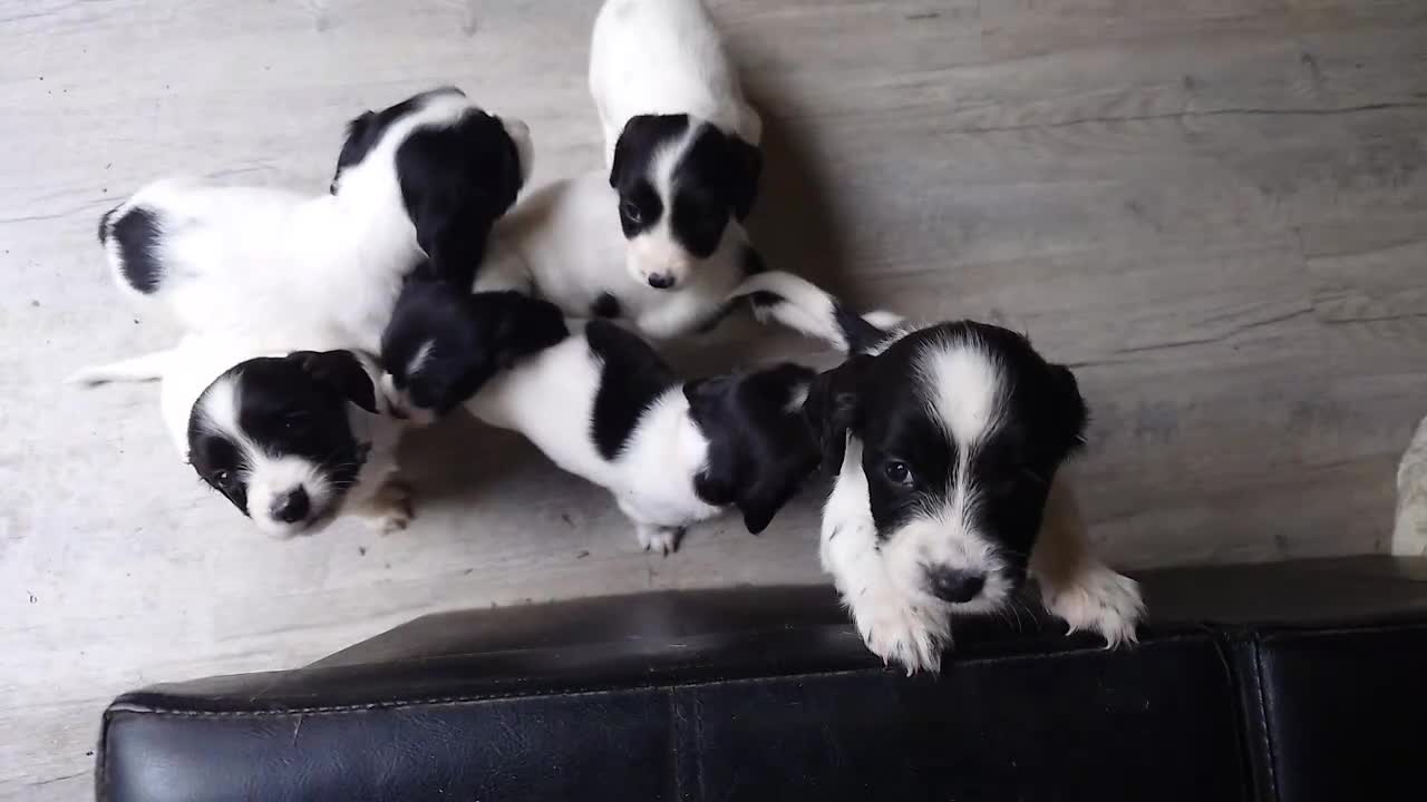 English Springer Spaniel dogs for sale: 7 x English Springer Spaniel puppies for sale - Video 2