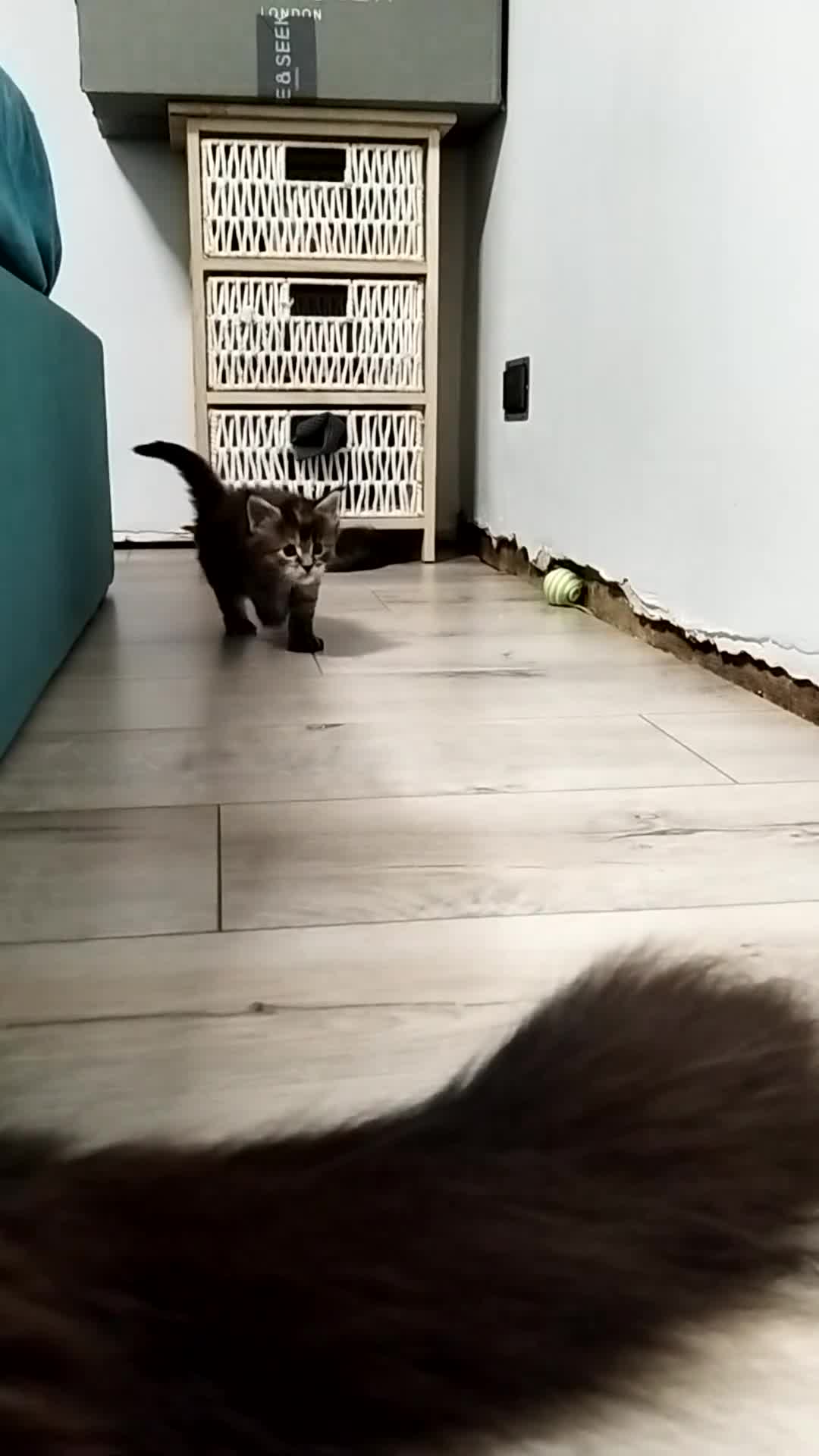 Maine Coon cats for sale: Purebred Maine Coon Kittens - Video 3