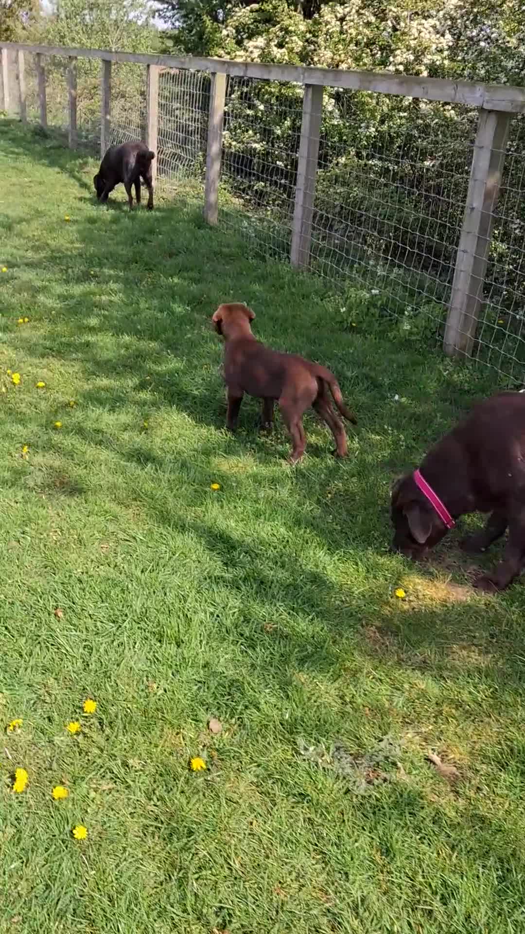 Labrador Retriever dogs for sale: Ready to go now KC Registered Chocolate LabPups - Video 4