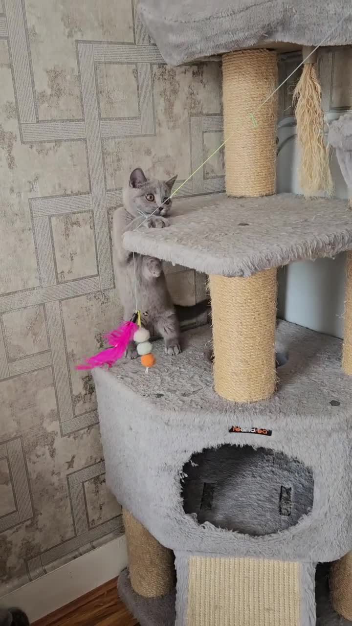 British Shorthair cats for sale: British Shorthair (last girl left) - Video 4