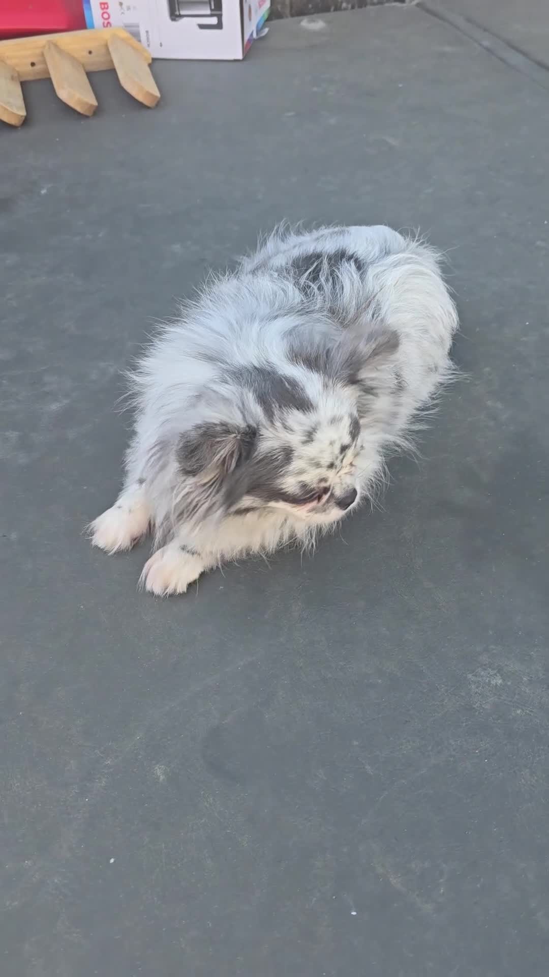 Chihuahua dogs for sale: Chihuahua merle long coat apple head short face - Video 1