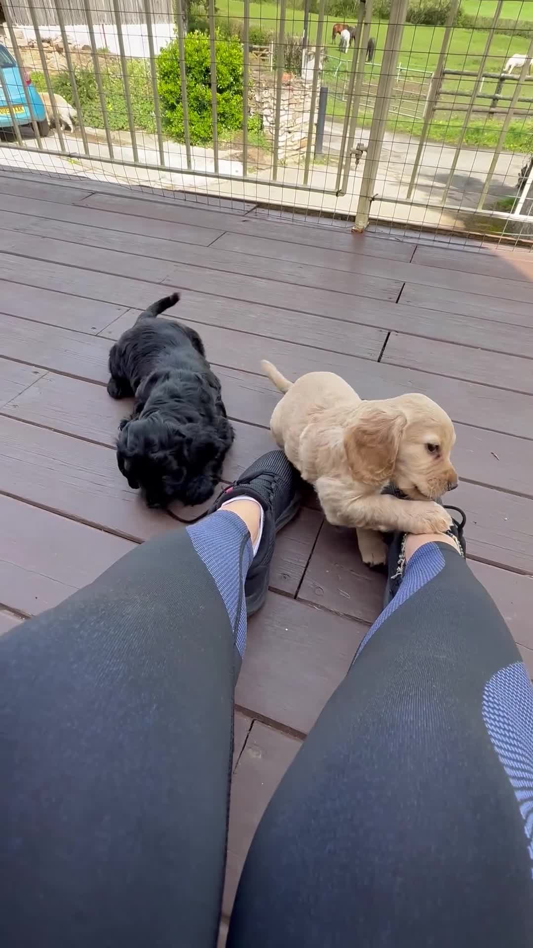 Cocker Spaniel dogs for sale: Gorgeous Cocker Spaniel Boy - KC reg & DNA tested - Video 1