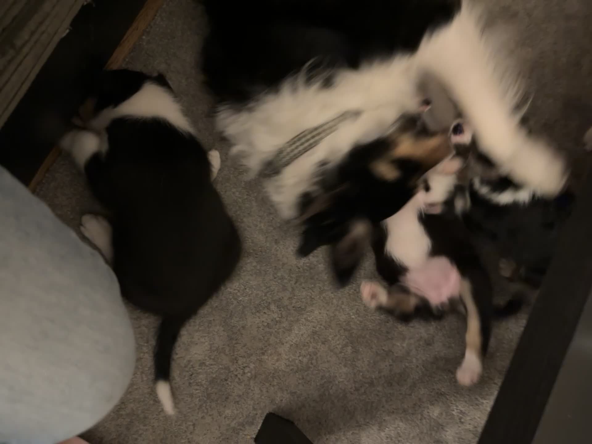 Border Collie dogs for sale: Beautiful Border Collie Puppies  🐾 in Cambridge - Video 1