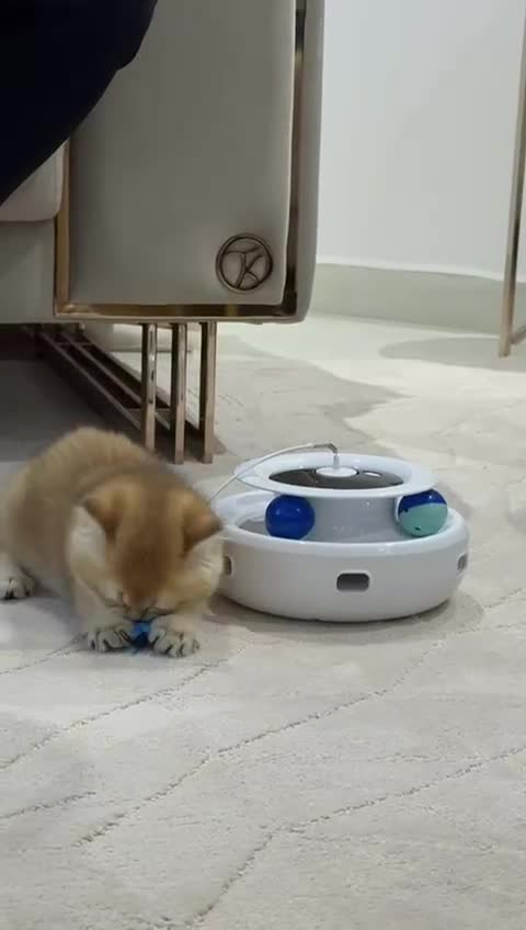 British Shorthair cats for sale: CHAMPION GOLDEN BRITISH SHORT HAIR KITTEN MALE - Video 4