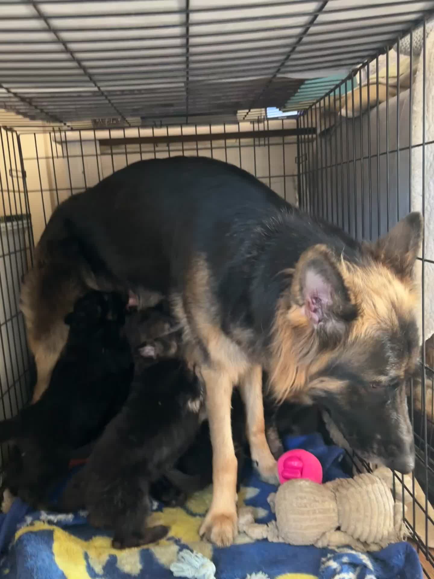 German Shepherd dogs for sale: German shepherd puppies - Video 1