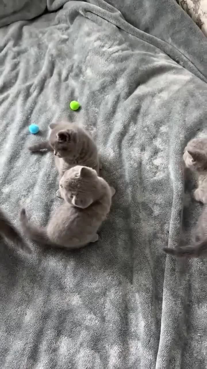 British Shorthair cats for sale: 🐾 British Shorthair × Scottish Straight Kittens - Video 4