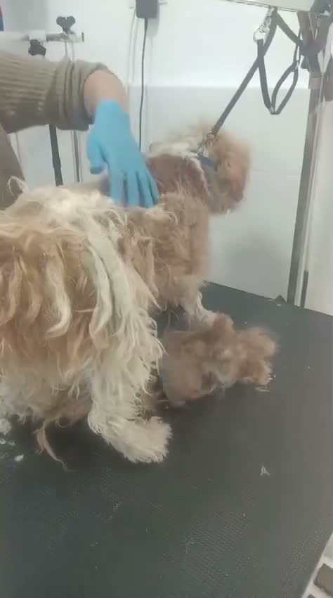 Fox Terrier dogs for adoption: 🐾❤️ HERO — THE BOY WHO KEPT COMING BACK ❤️🐾 - Video 1
