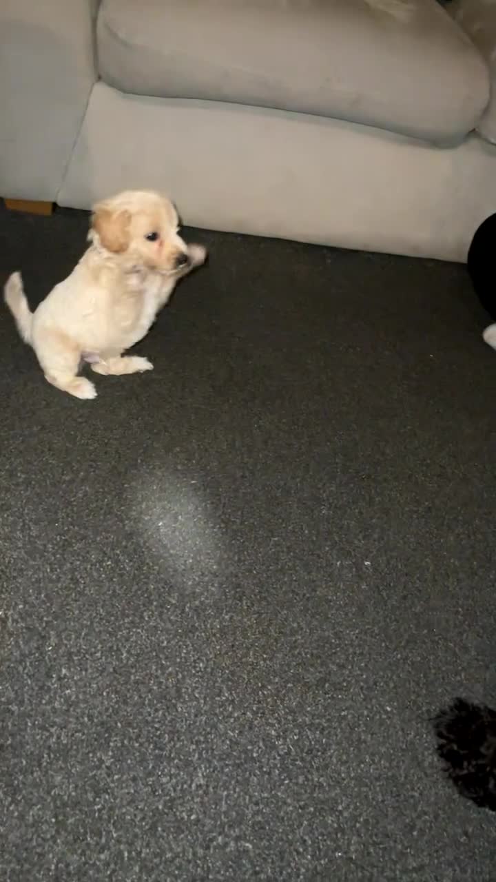 Mixed Breed dogs for sale: Cavapoochon X cockapoo - Video 5