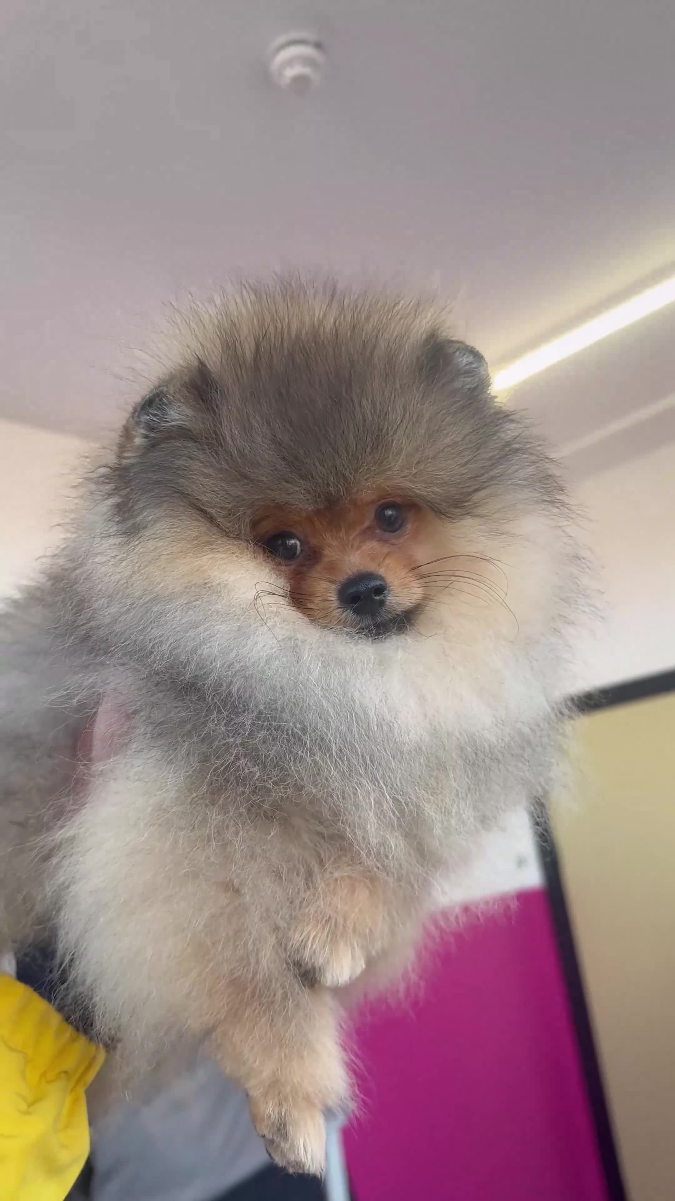 Pomeranian dogs for sale: orange Pomeranian puppy - Video 2