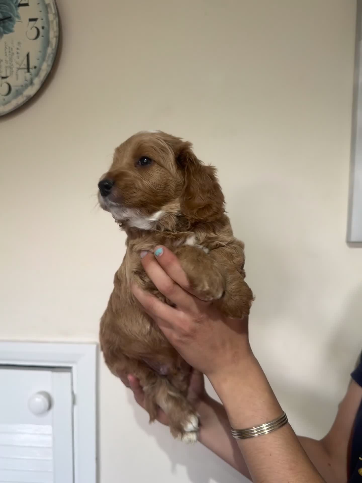 Cockapoo dogs for sale: Beautiful Fully health checked ready 22/09/2025 - Video 3
