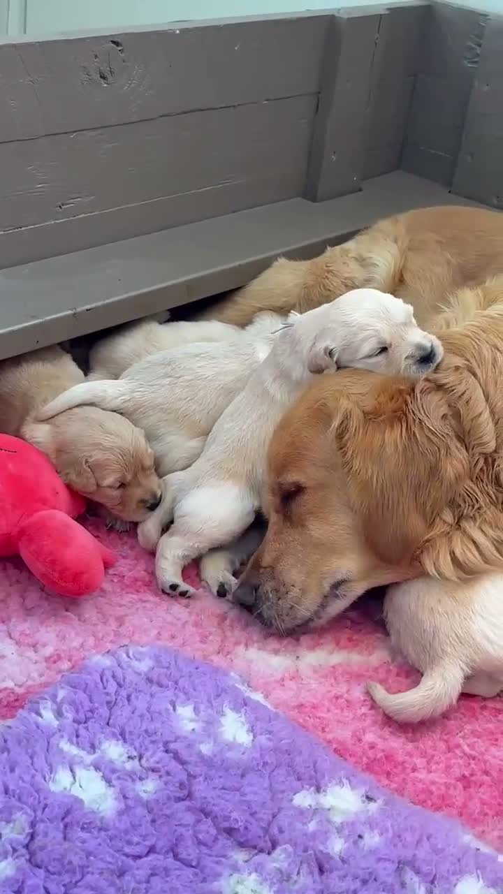 Golden Retriever dogs for sale: Golden Retriever Puppies - Video 3