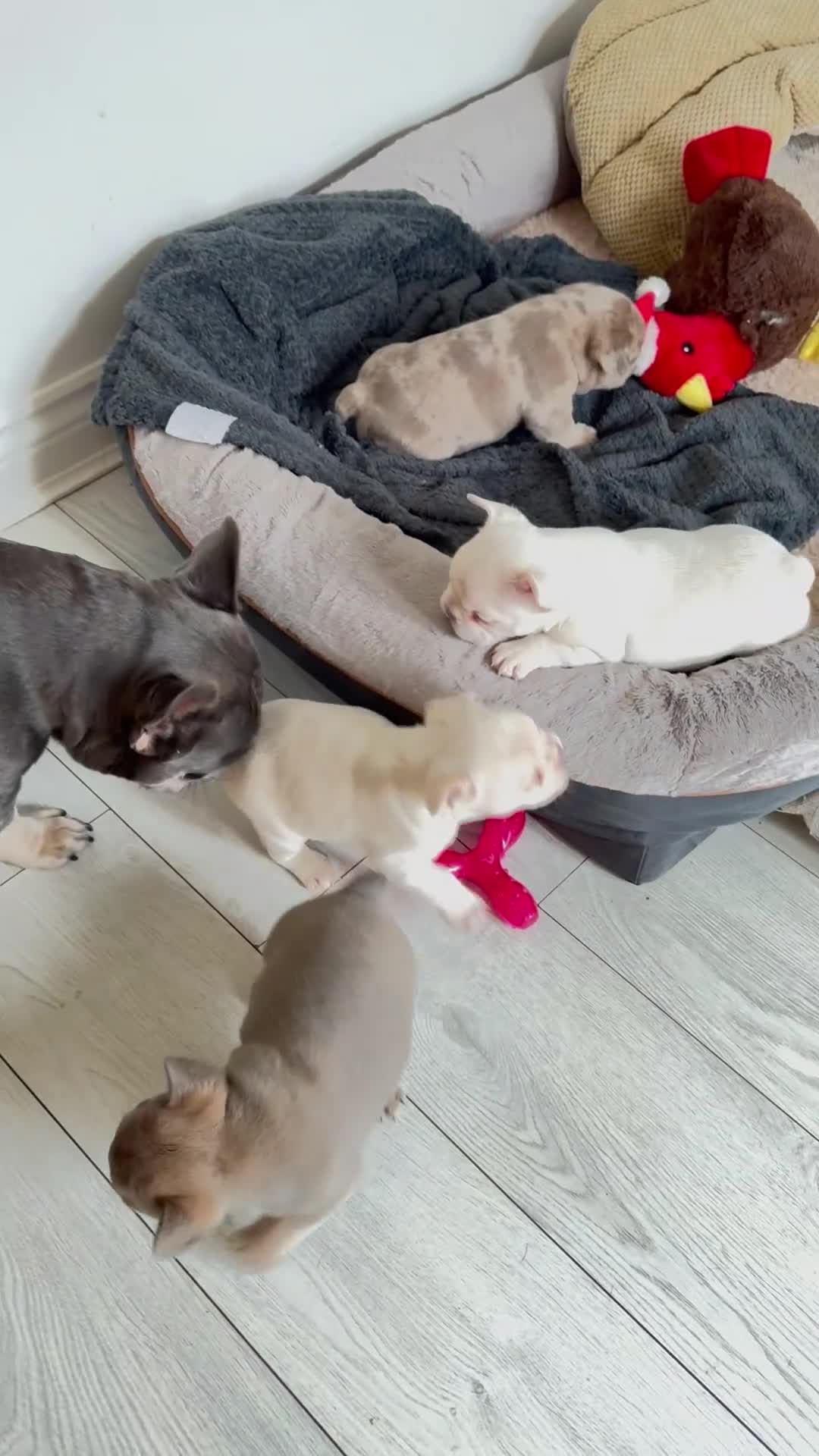 French Bulldog dogs for sale: platinum and Isabella blue fawn French bulldog  - Video 4