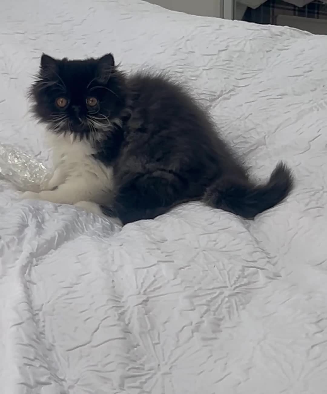 Persian cats for sale: Persian male GCCF ‘active’ registered - Video 2