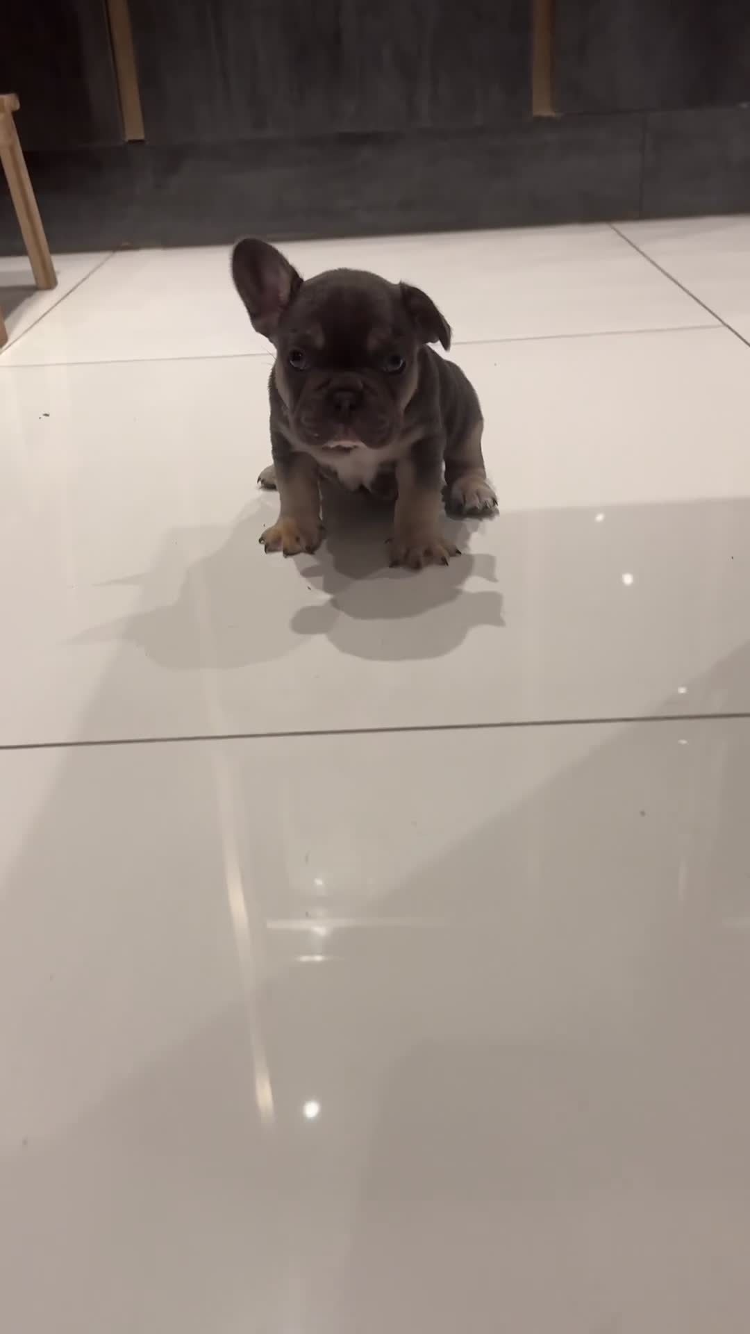 French Bulldog dogs for sale: KC reg Frenchbull dog puppies  - Video 4