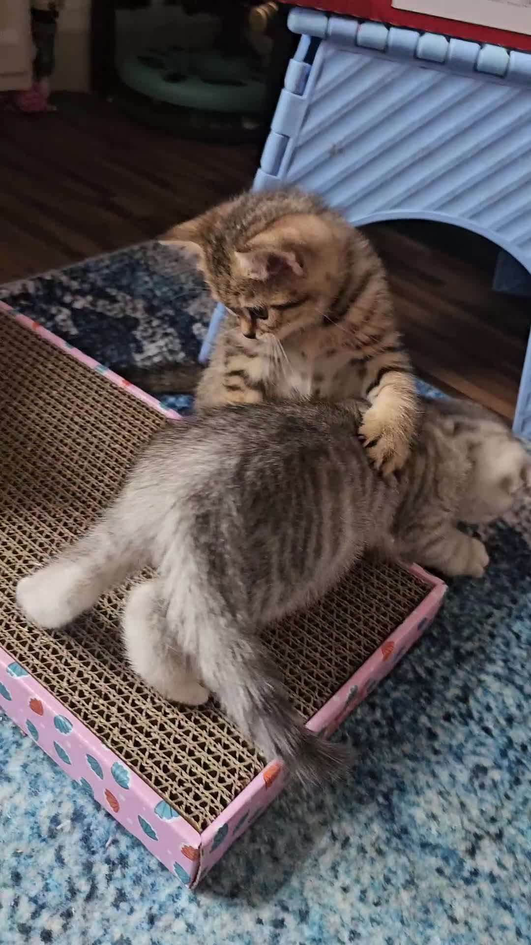 Scottish Fold cats for sale: Rare scottish fold kittens-folded rare colours - Video 2