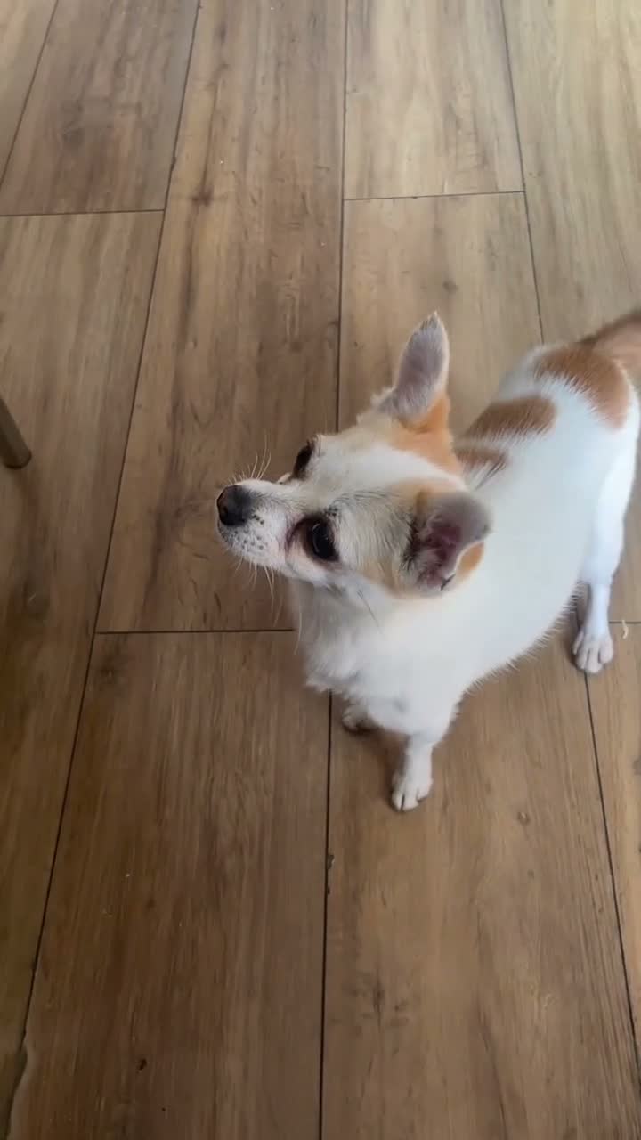 Pomchi dogs for sale: 🐶❤️Pomchi girl🐶❤️ - Video 2