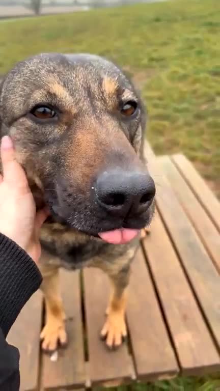 Mixed Breed dogs for adoption: Luna was stood up.... in Kidderminster - Video 5