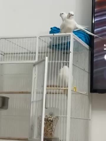 Cockatiels birds for sale: Cockatiels for sale - Video 1