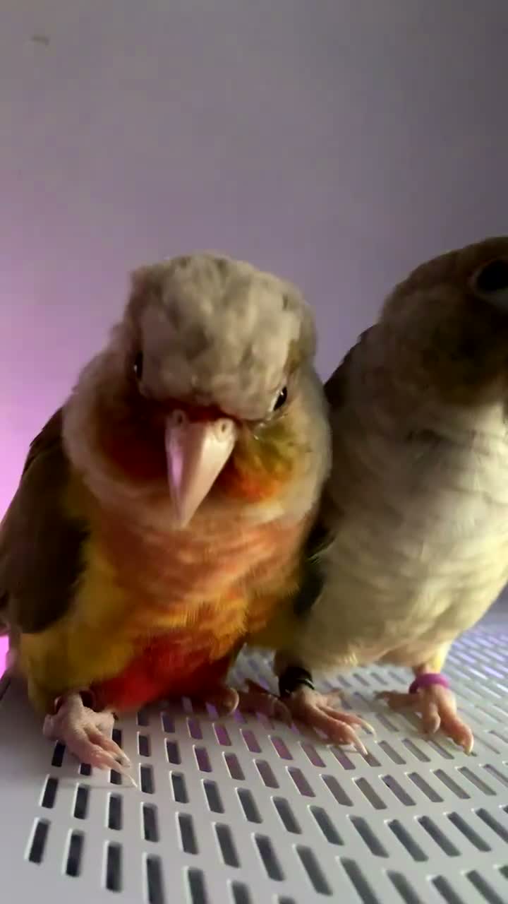 Conures birds for sale: Two conures looking for a loving home  - Video 1