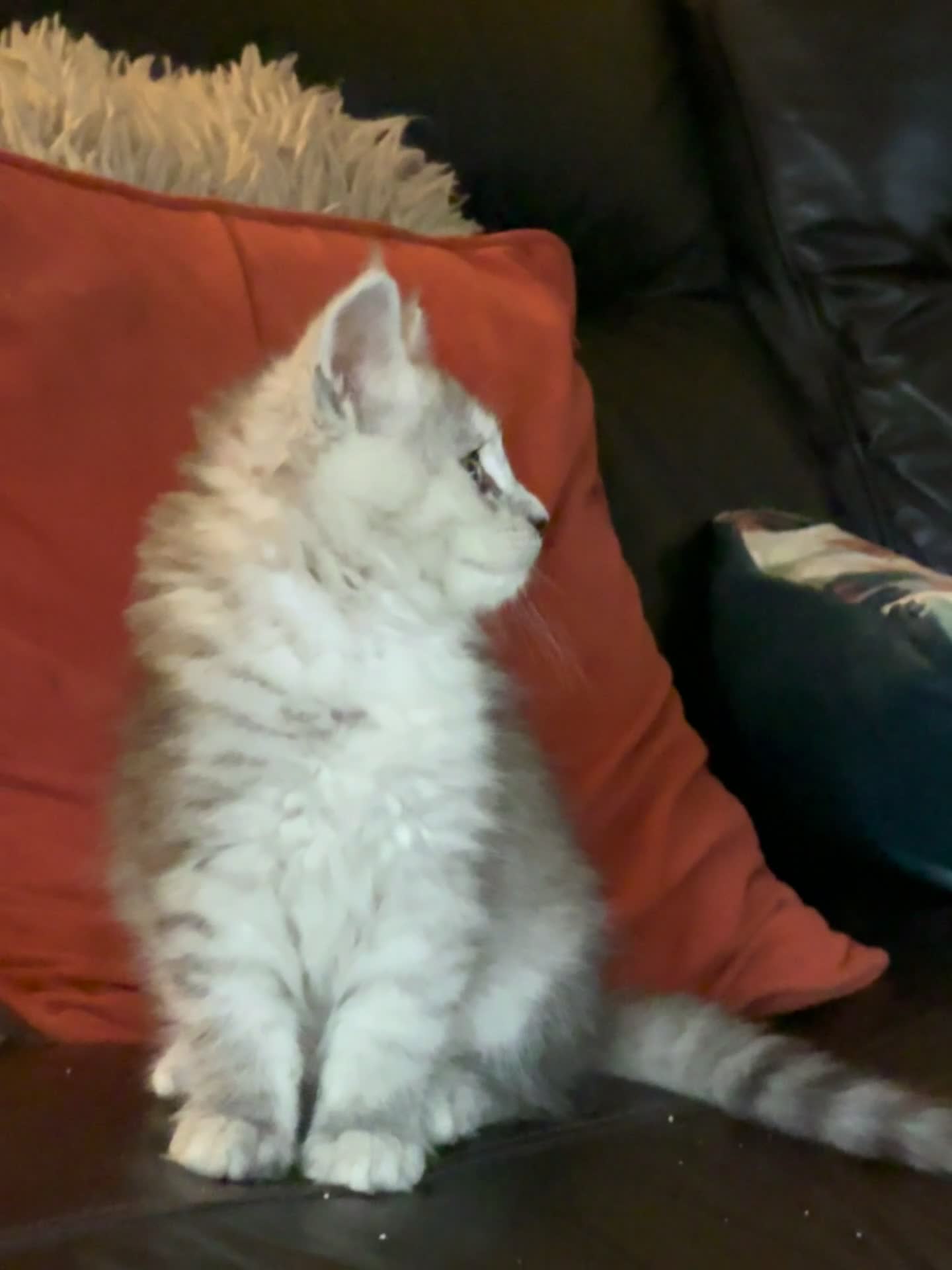 Maine Coon cats for sale: Ready to leave.. Beautiful Male only.  - Video 3