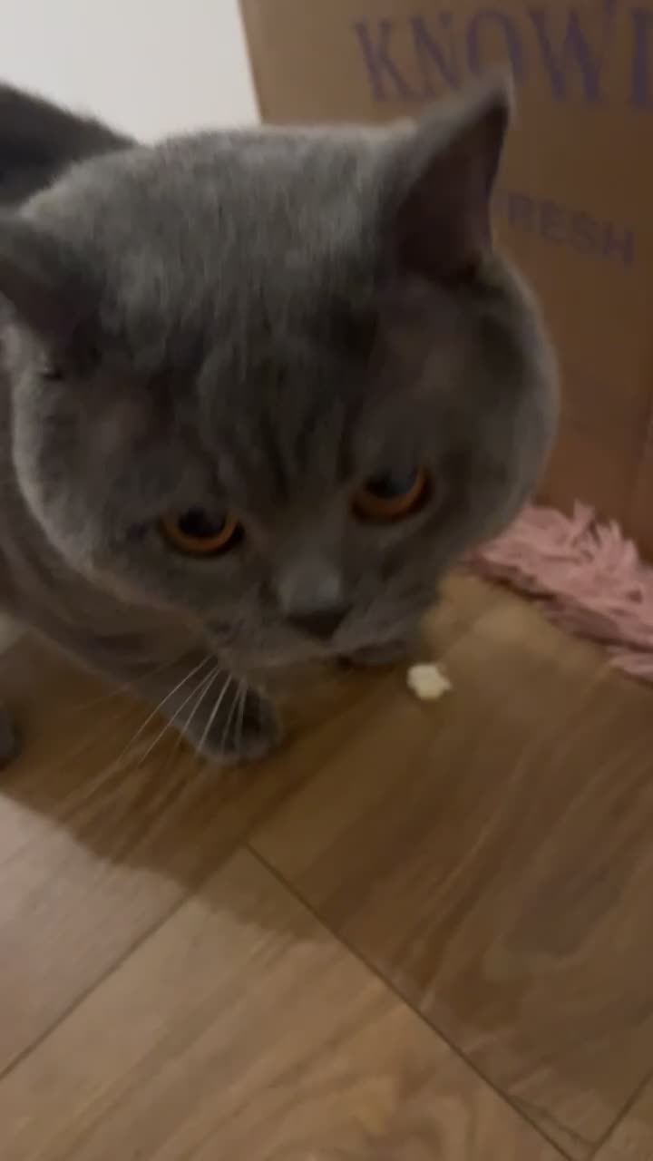 British Shorthair cats for sale: Blue GCCF Active Registered Male for Sale - Video 1