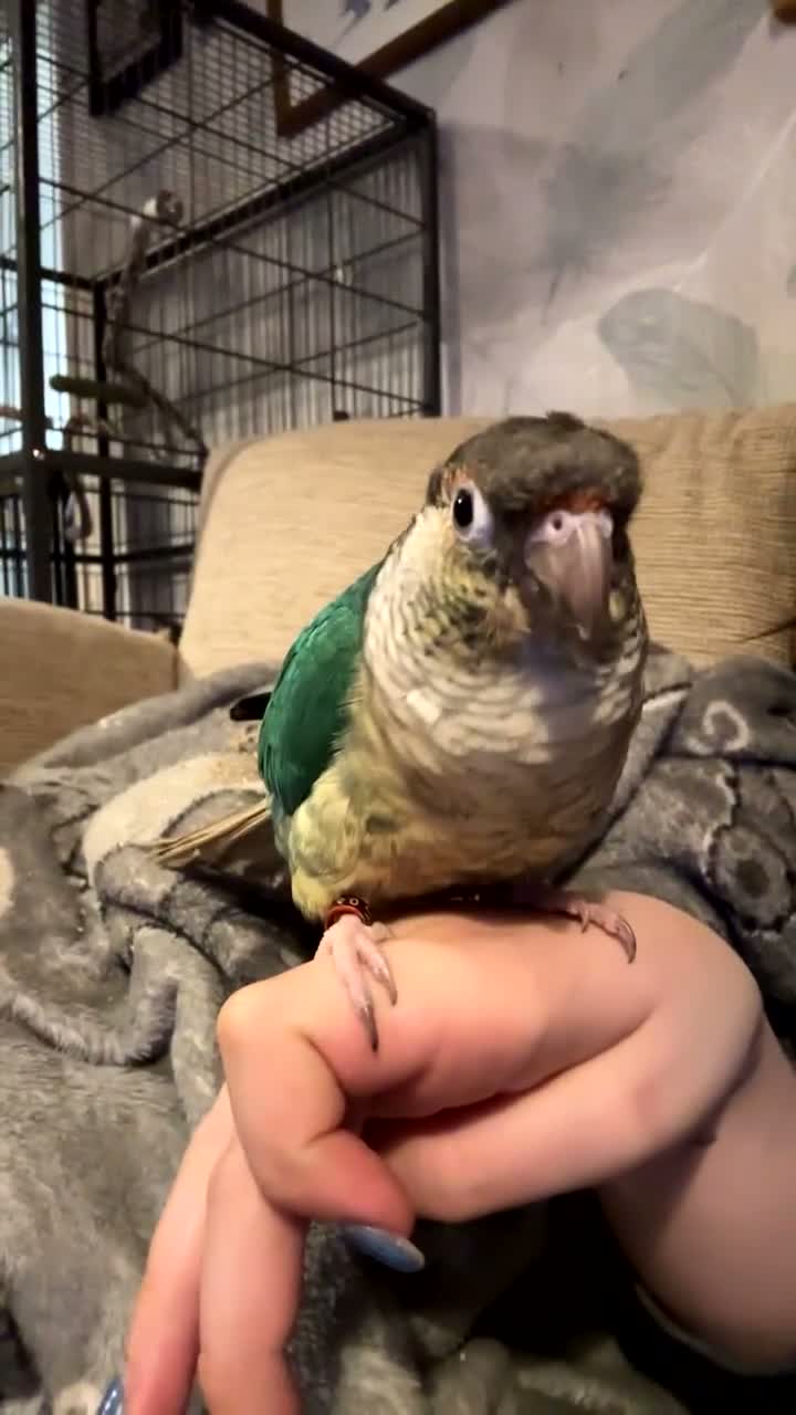 Conures birds for sale: Hand tamed beautiful conure - Video 3