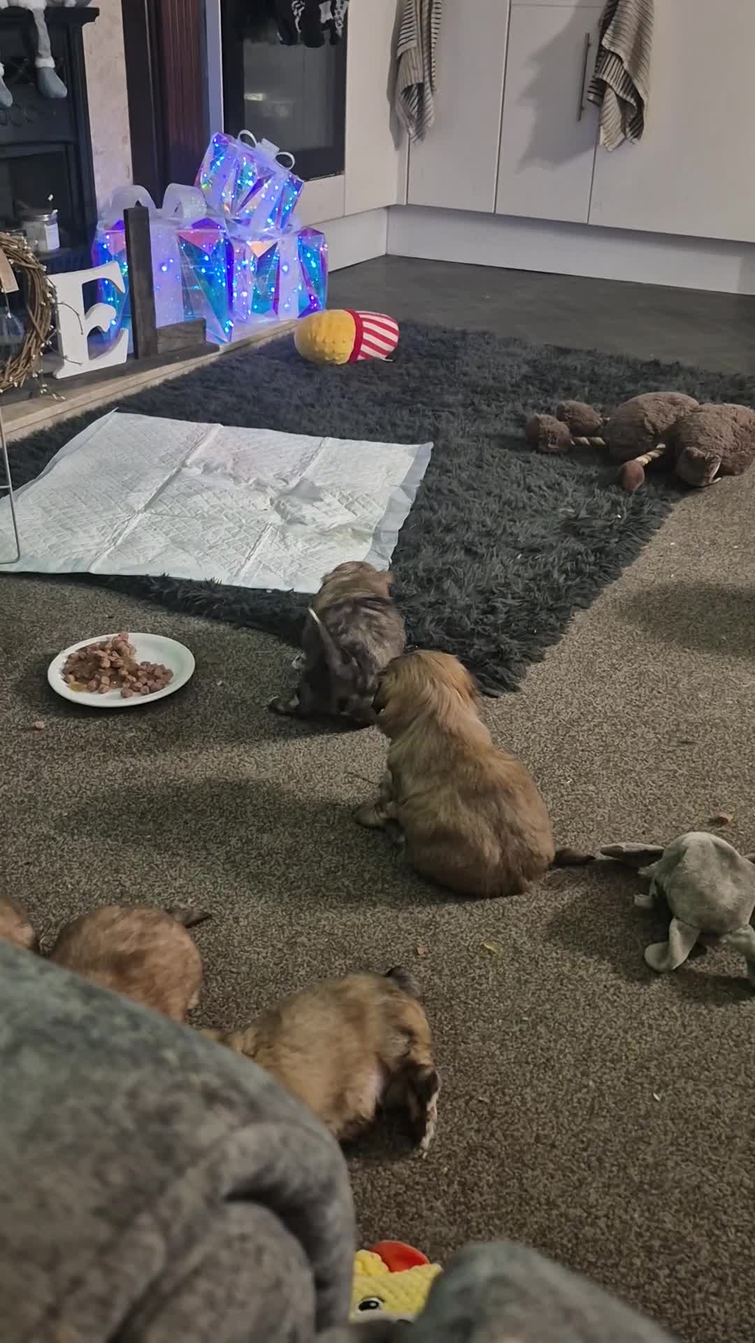 Malshi dogs for sale: 5 beautiful puppies, all been reserved now  - Video 1