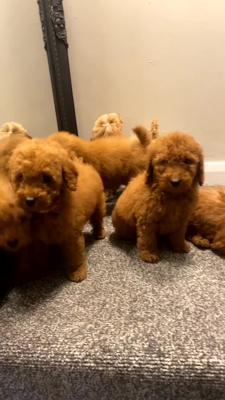 Miniature Poodle dogs for sale: Gorgeous Red Minature Poodles Puppies  - Video 2
