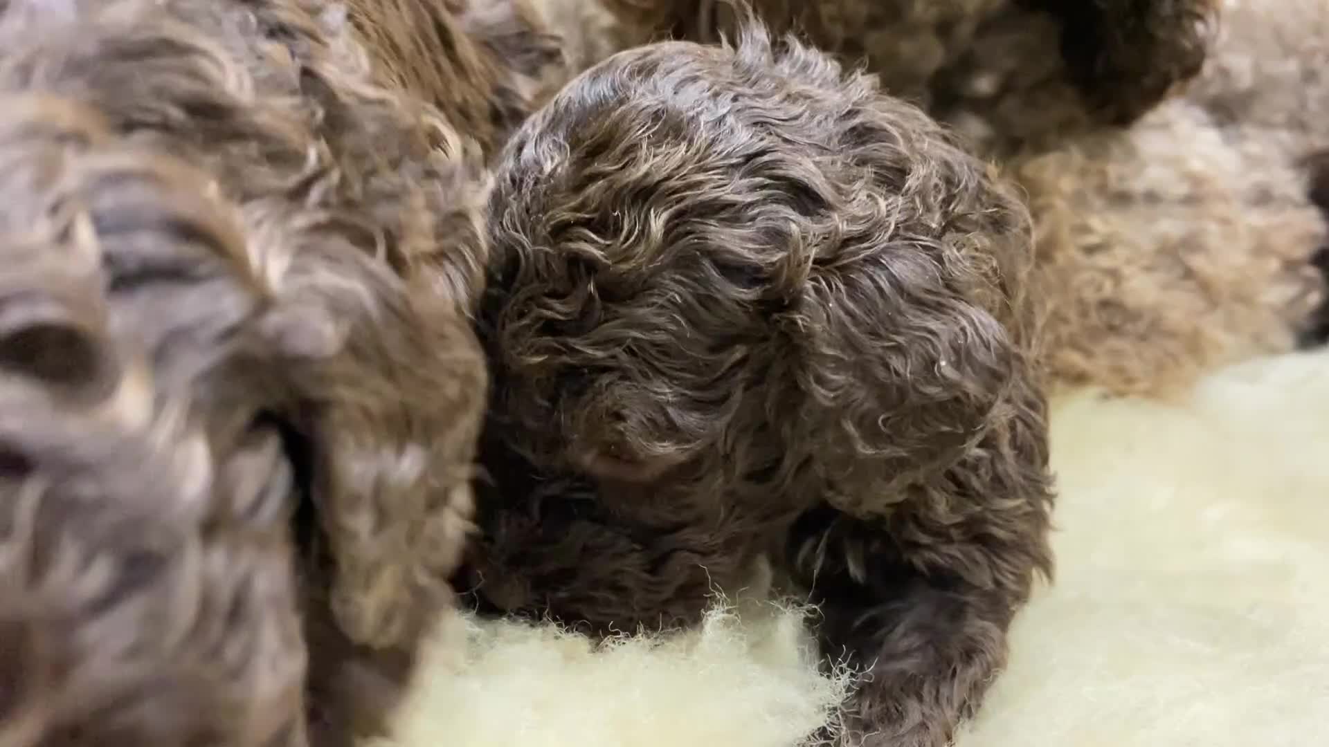 Lagotto Romagnolo dogs for sale: Lagotto romagnolo Puppies  - Video 1