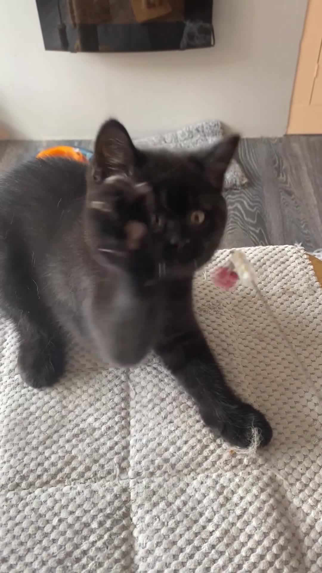 British Shorthair cats for sale: Black British Shorthair male  - Video 1